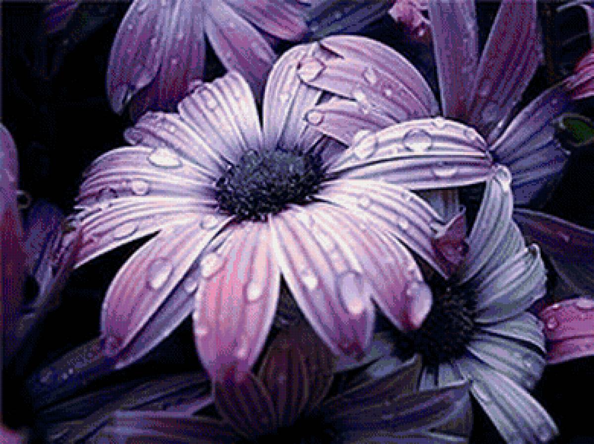 ФИОЛЕТОВЫЕ РОМАШКИ - предпросмотр