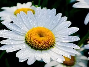 БОЛЬШАЯ РОМАШКА - оригинал