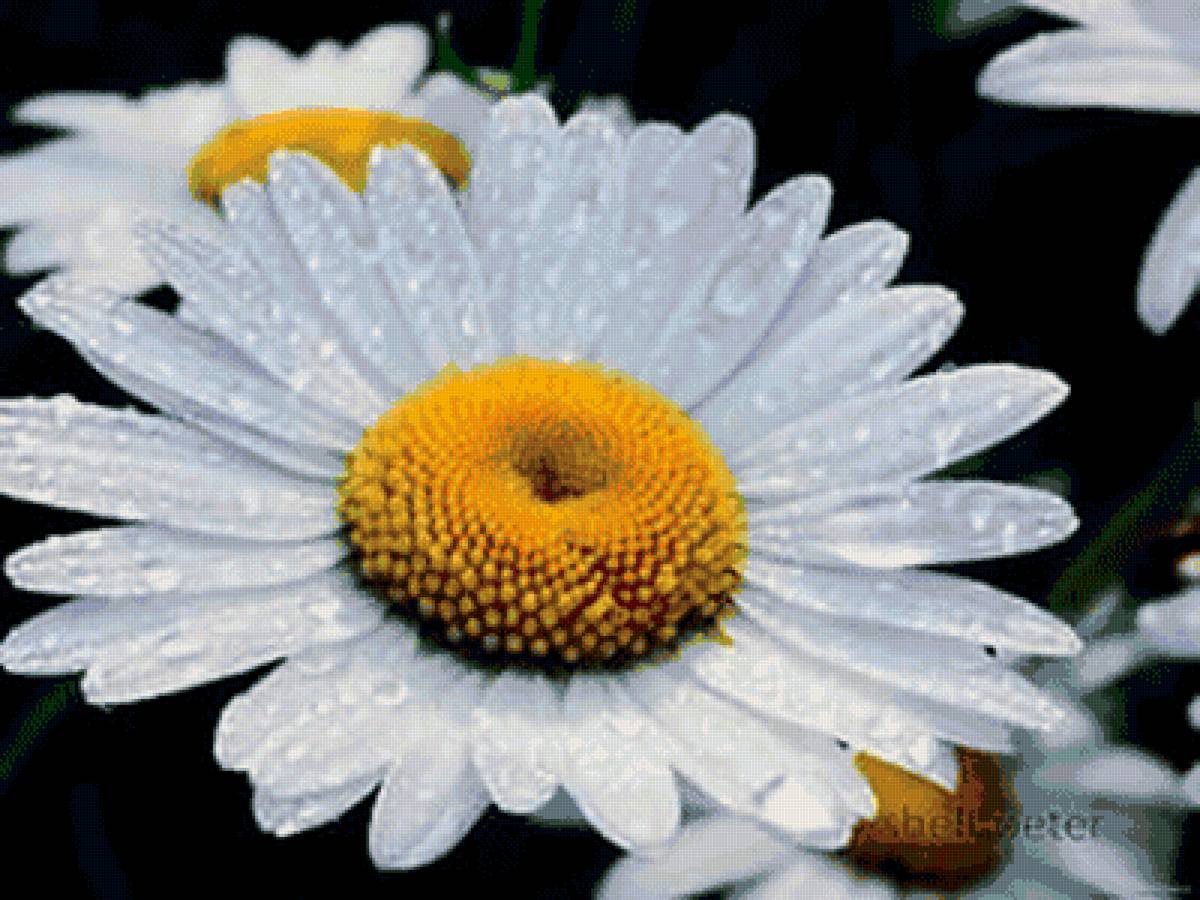 БОЛЬШАЯ РОМАШКА - предпросмотр