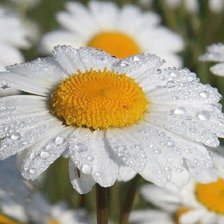 Схема вышивки «БОЛЬШАЯ РОМАХА»