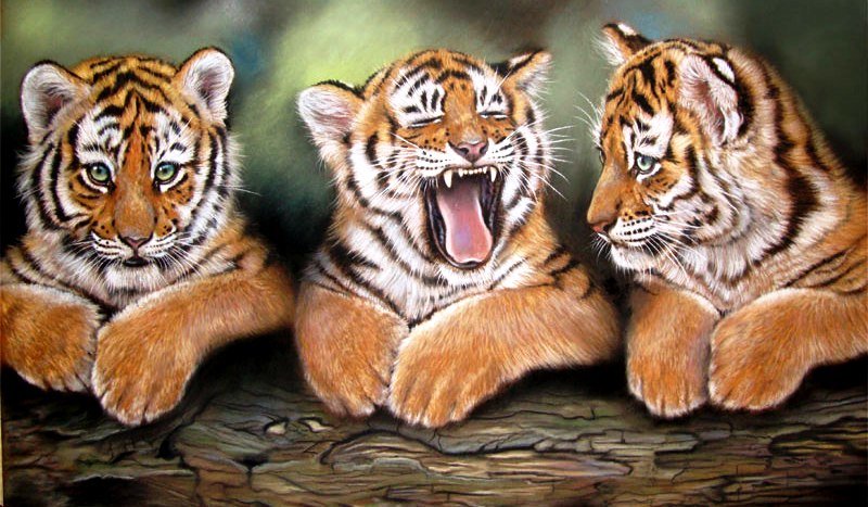 Тигрята - дикие кошки, тигренок, тигр, животные - оригинал