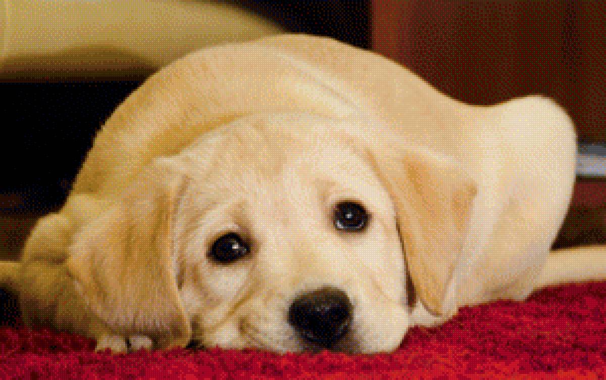 Лабрадорчик - предпросмотр