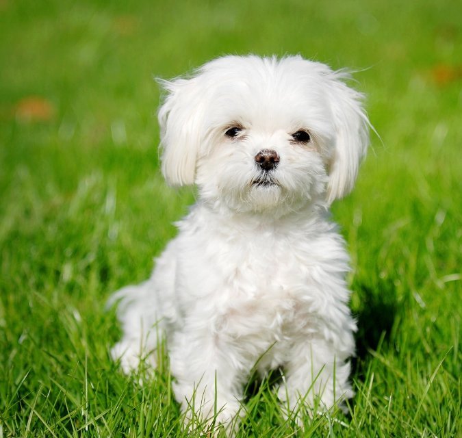 Щенок болонки - мальтезе болонка щенок - оригинал