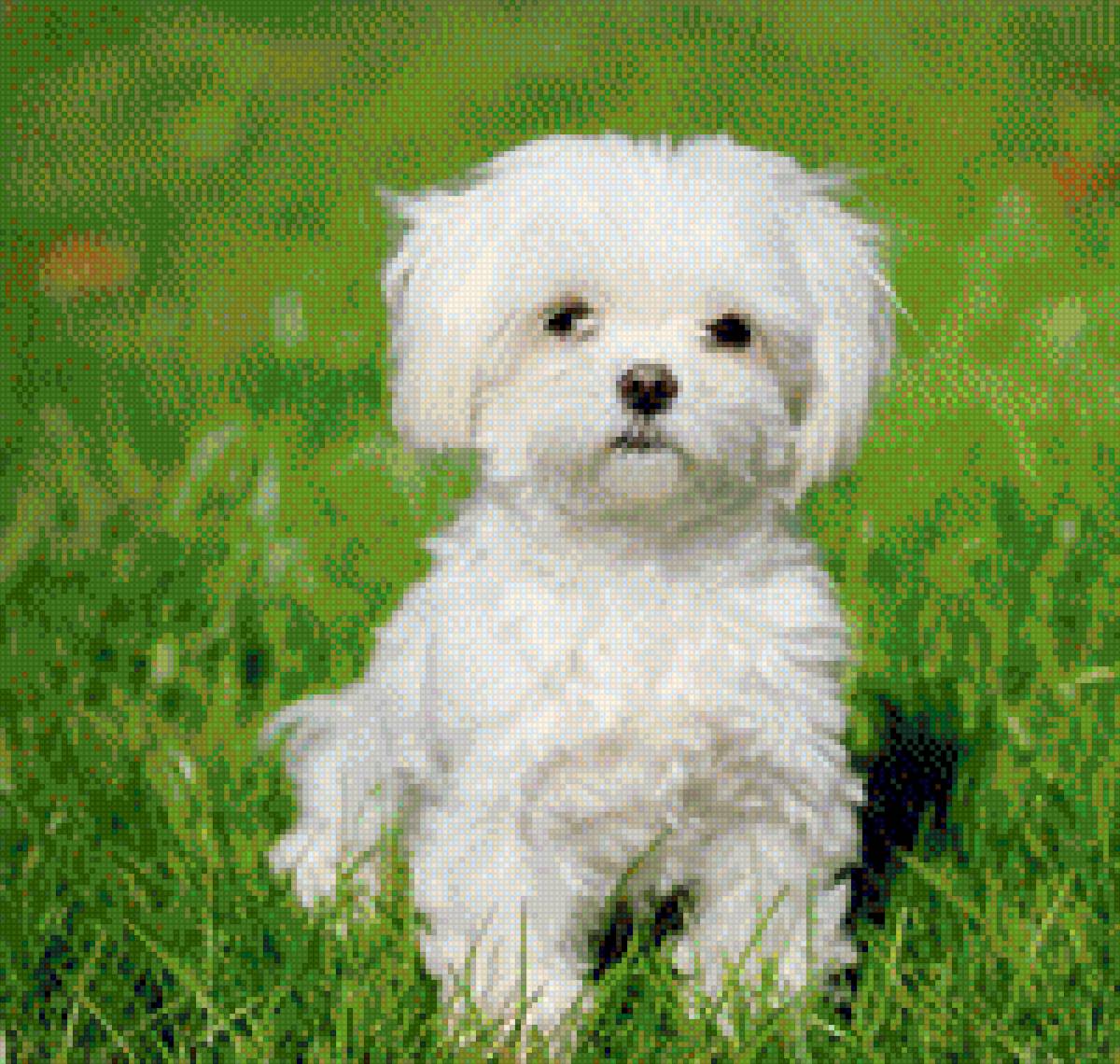 Щенок болонки - мальтезе болонка щенок - предпросмотр