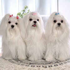 Схема вышивки «мальтийские болонки»