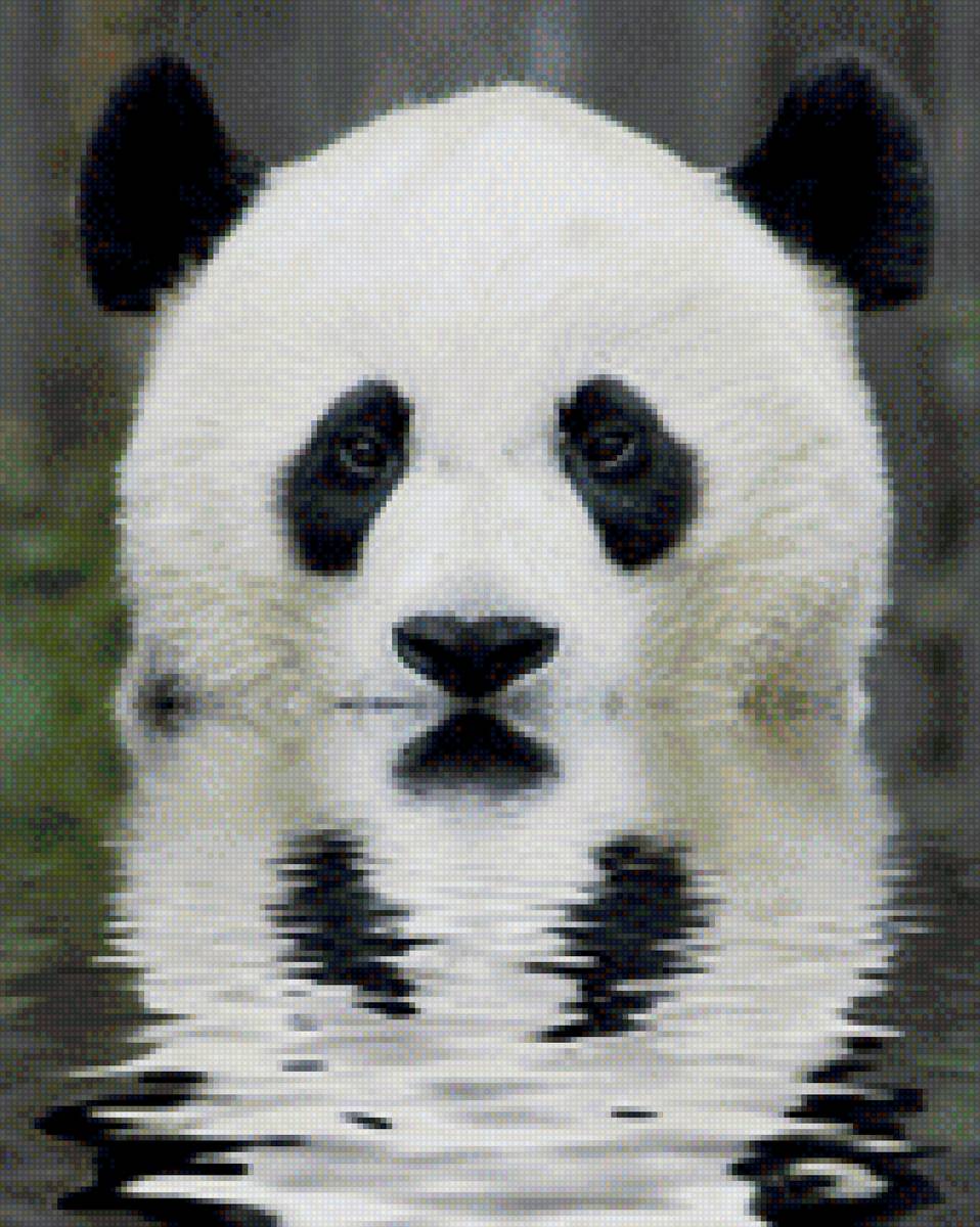 панда - панда вода - предпросмотр