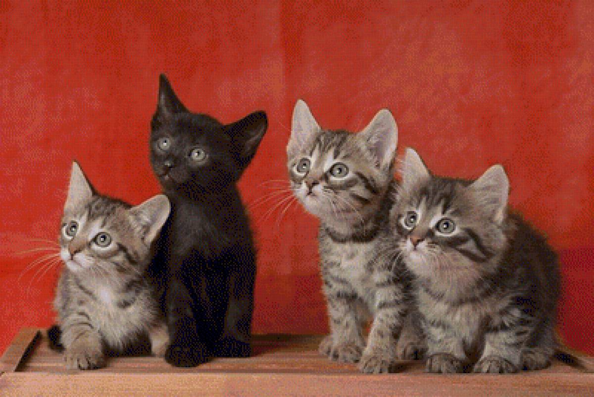 №1257812 - животные, кошки - предпросмотр