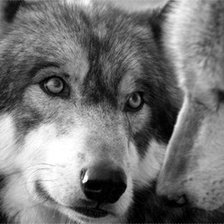 Схема вышивки «волк и волчица»