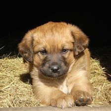 Схема вышивки «щеночек»