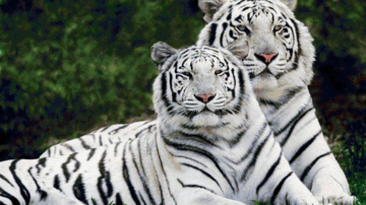 ТИГРУЛЬКИ - предпросмотр