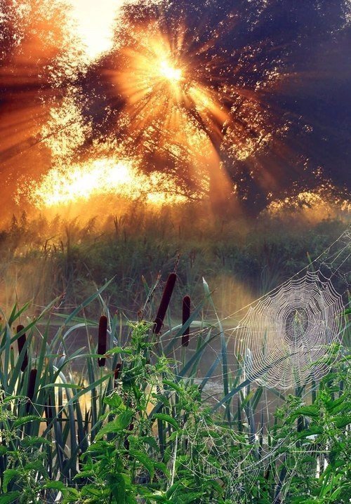закат - паутина, камыши, природа, пейзаж - оригинал