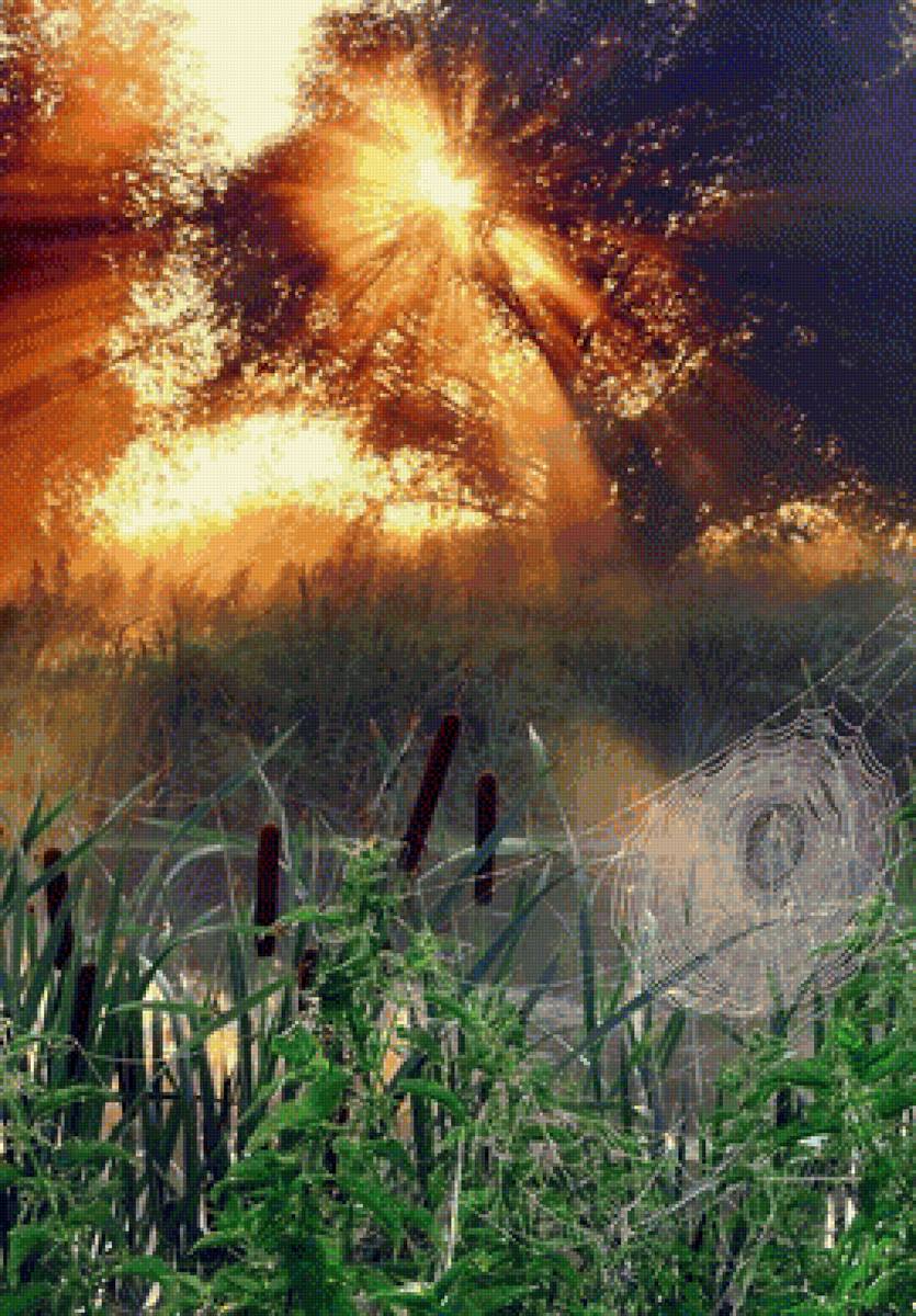 закат - природа, пейзаж, камыши, паутина - предпросмотр