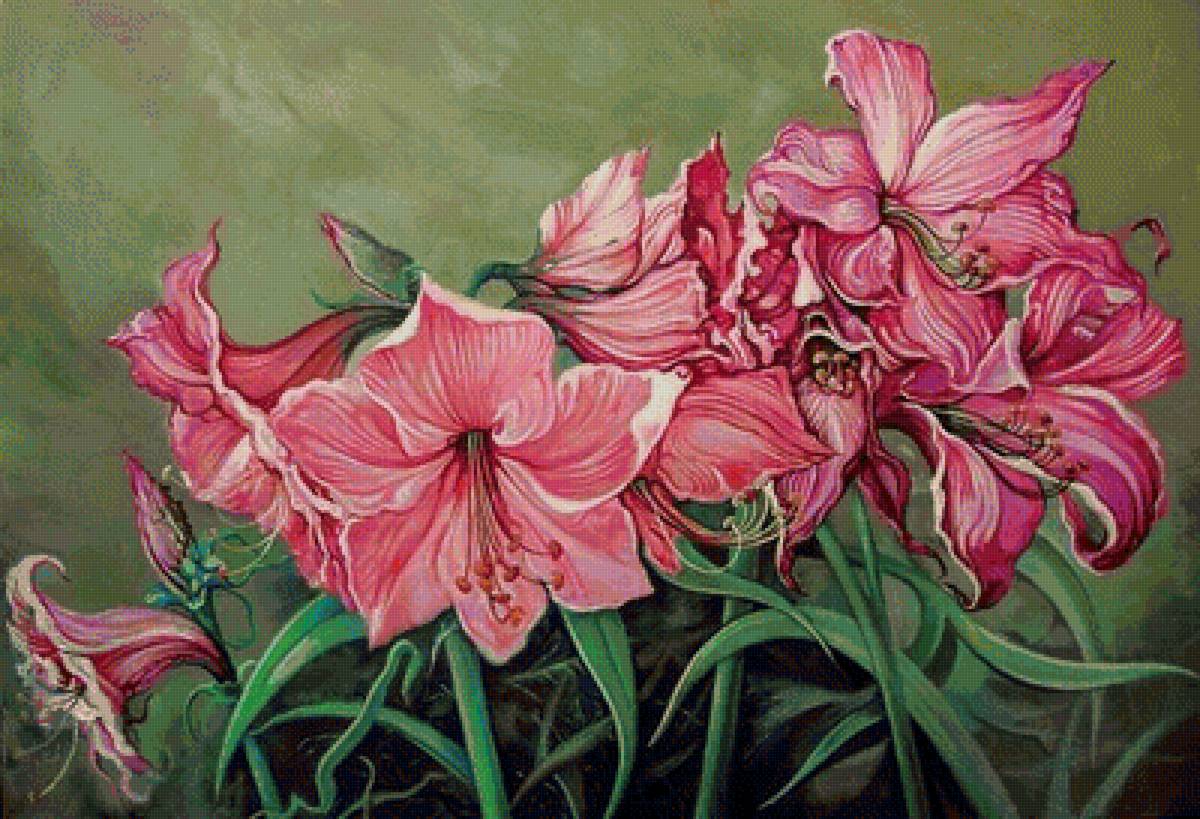 розовые цветы - красные цветы, амариллис, розовые цветы, амарилллисы - предпросмотр