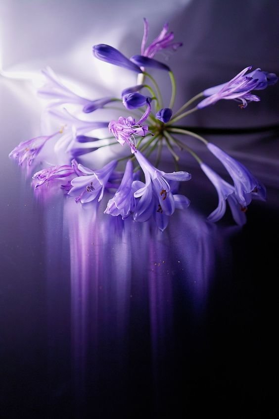 violeta - оригинал