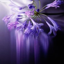 Схема вышивки «violeta»