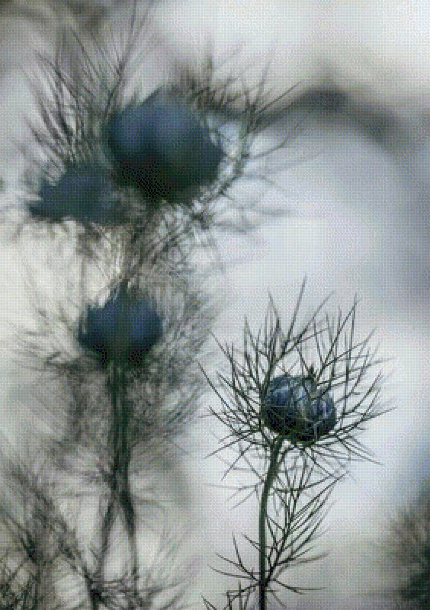 aroma a campo - предпросмотр