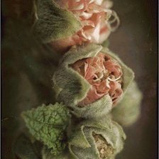 Схема вышивки «cuarteto 2»