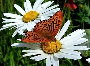 бабочка на ромашке - оригинал