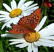 бабочка на ромашке