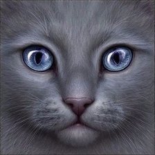 Схема вышивки «Кот»