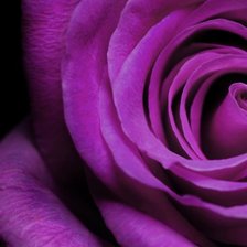 Схема вышивки «роза»