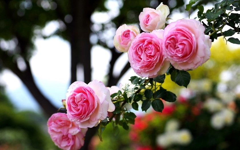 веточка роз - ветка роз, цветы, розы - оригинал
