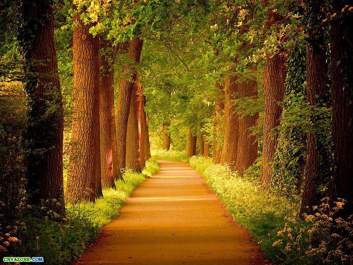 Тропа в лесу - лес, дорога, деревья, тропа, лето - оригинал