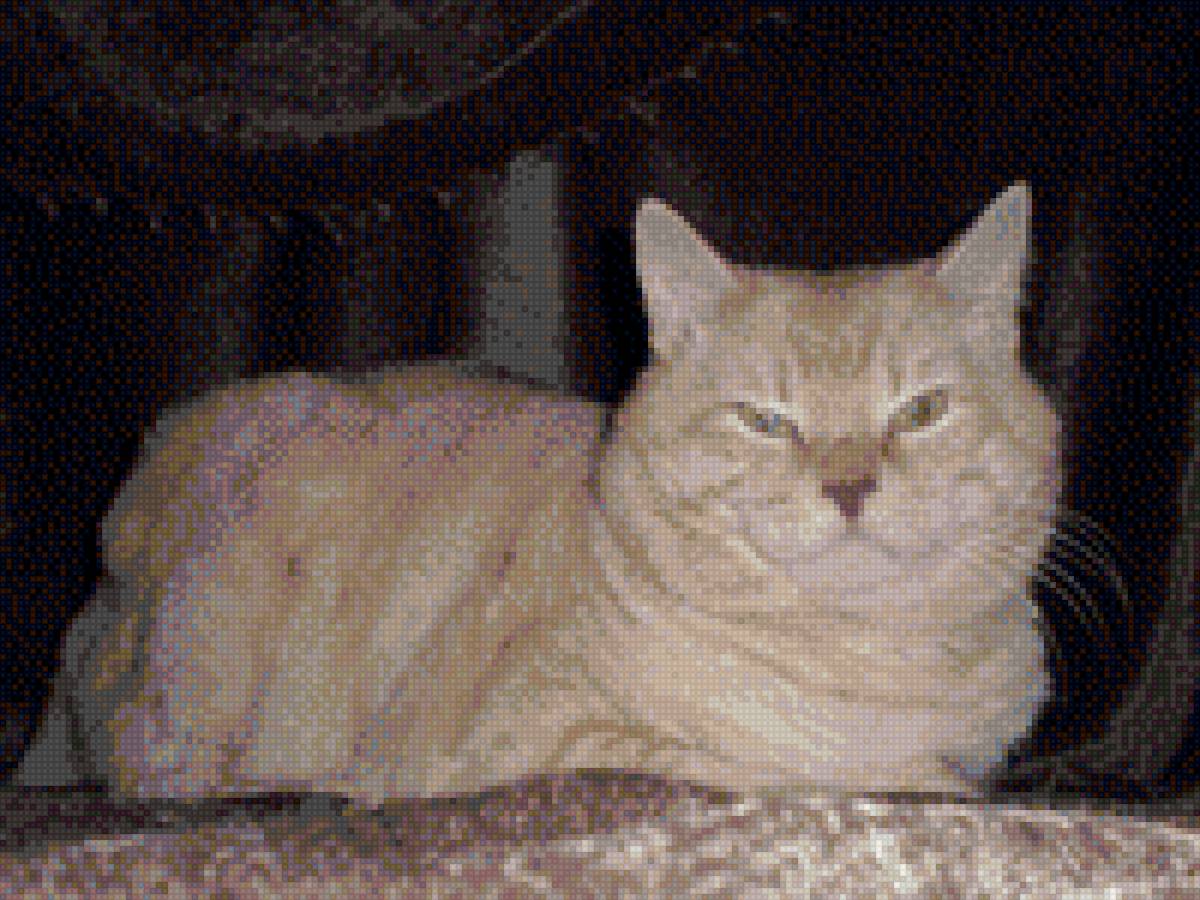 котик - предпросмотр