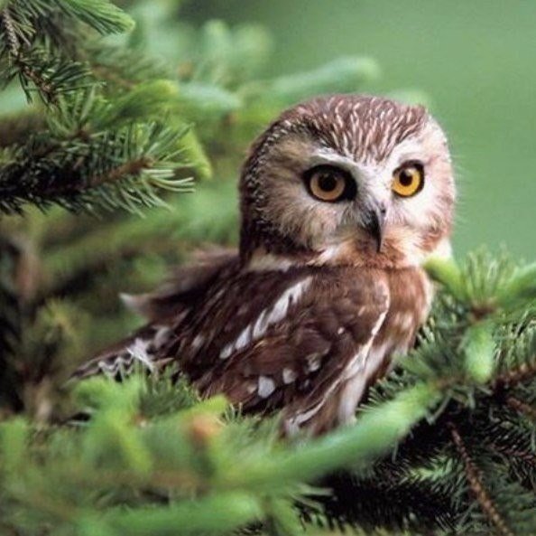 сова - птицы - оригинал