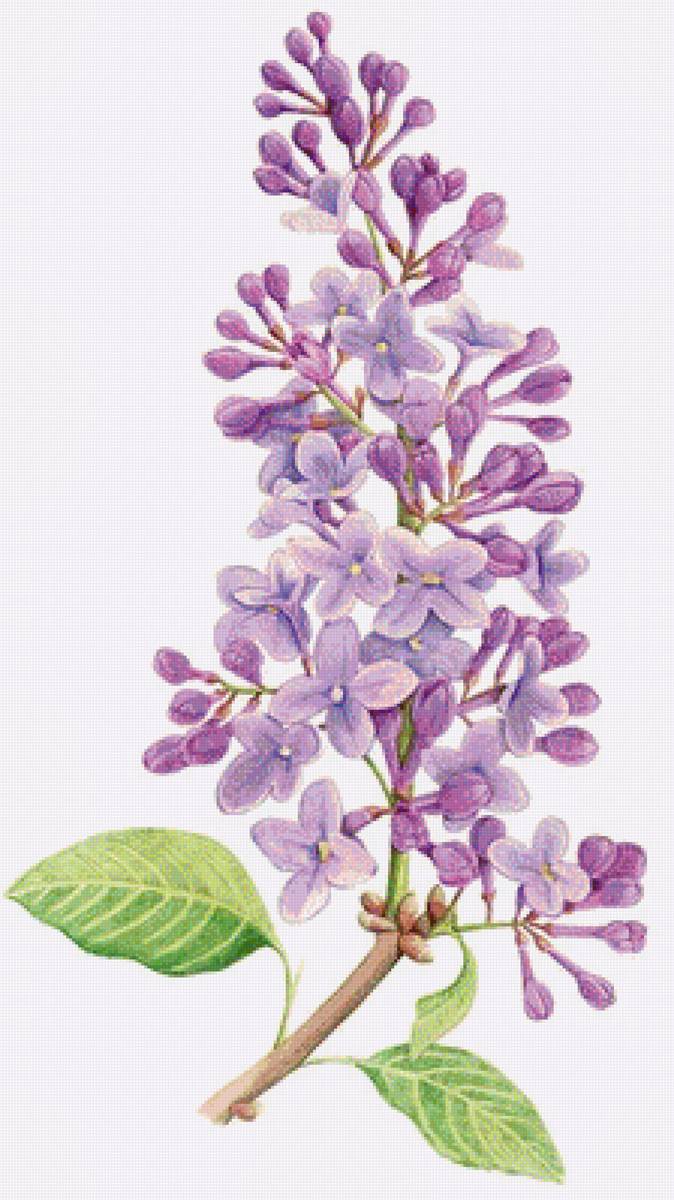 веточка сирени - цветы, букет, сирень - предпросмотр