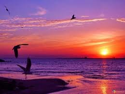 Закат солнца на море - солнце, море, птицы, закат - оригинал