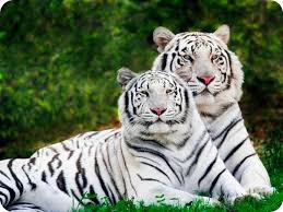 Белые тигры - тигры - оригинал