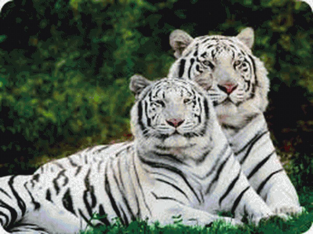 Белые тигры - тигры - предпросмотр