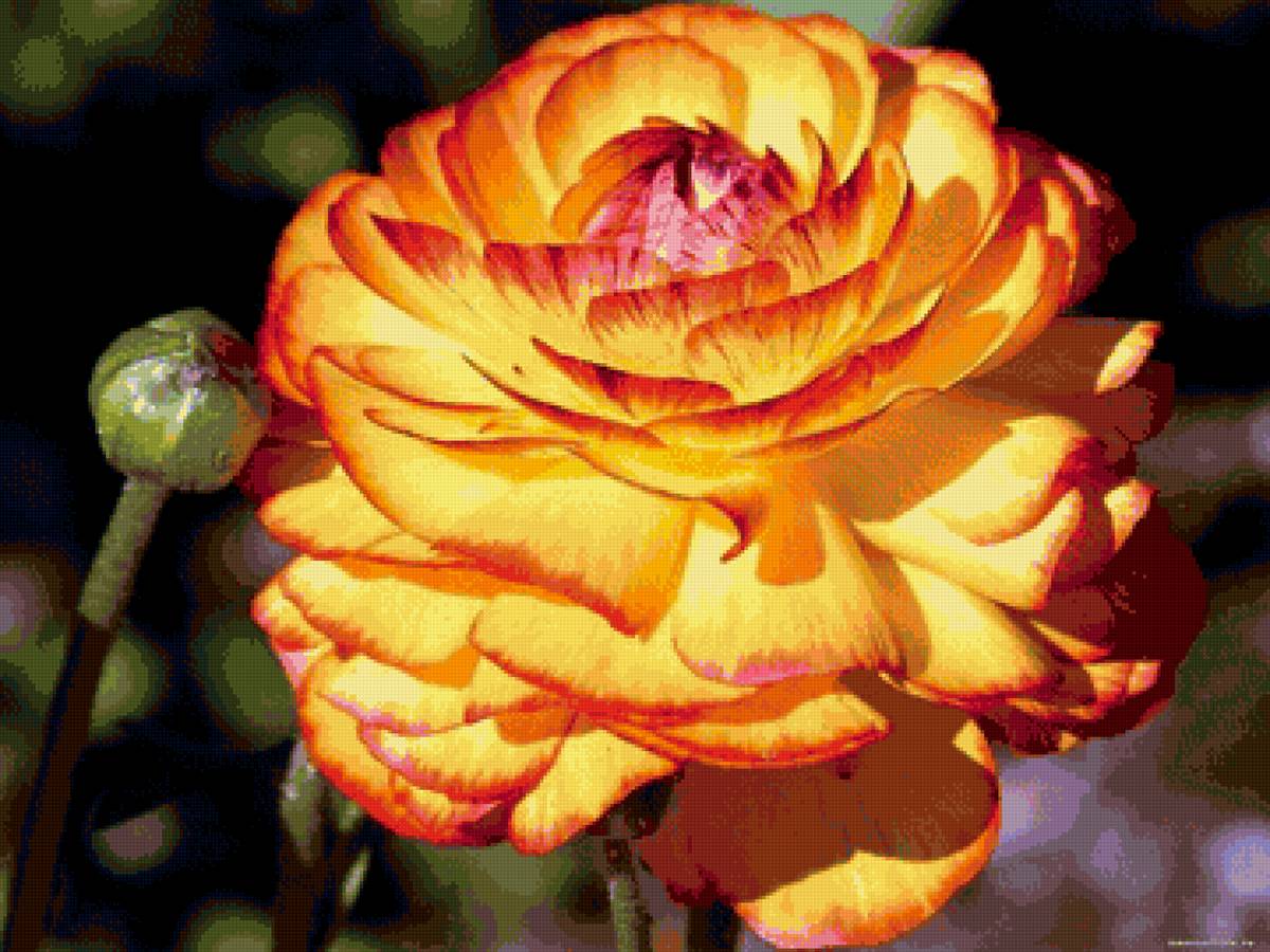 РОЗОЧКА КРАСАВИЦА - предпросмотр