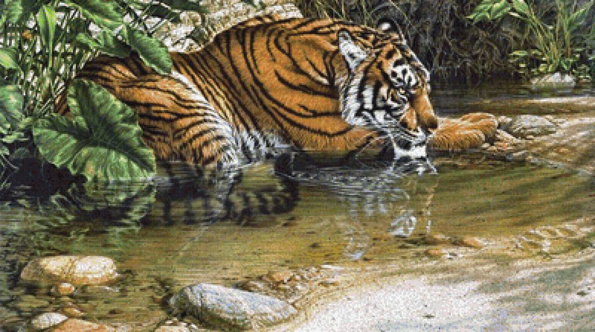 Серия "Фауна" - джунгли, лес, хищник, тигр на водопое - предпросмотр