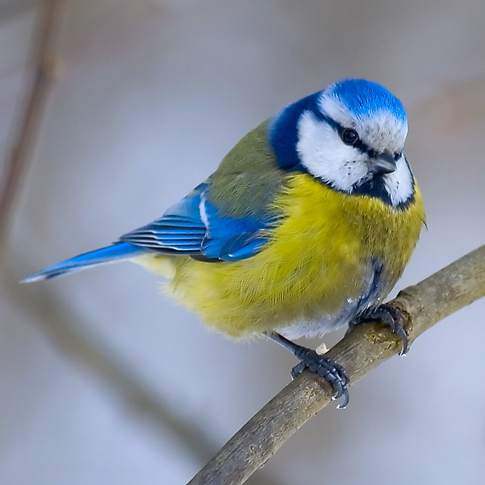 синичка - весна, птицы, синицы, синичка - оригинал