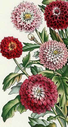 Георгины - цветы, букет - оригинал