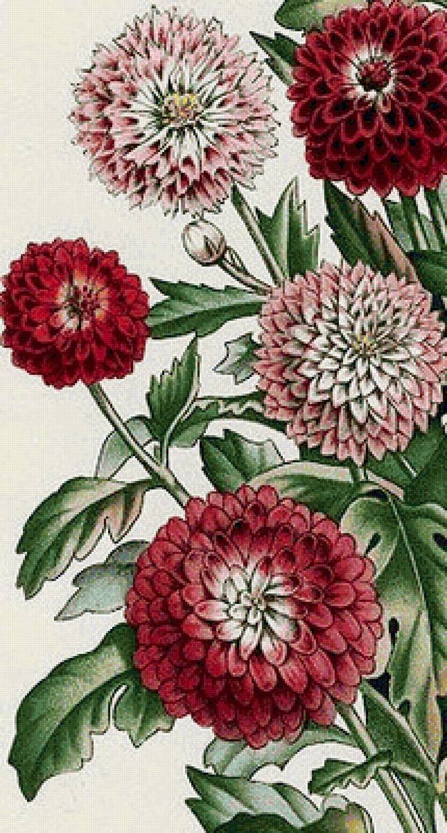 Георгины - букет, цветы - предпросмотр