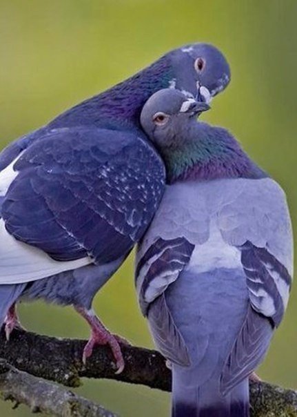 Голуби - любовь, весна, птицы - оригинал