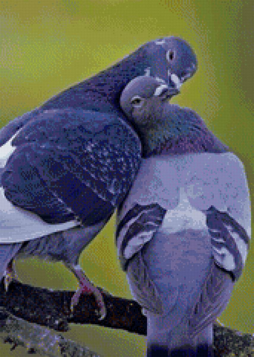 Голуби - птицы, любовь, весна - предпросмотр