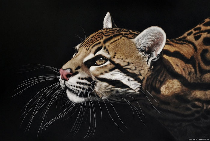 №1263713 - животные - оригинал