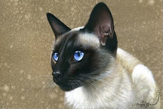 сиамчик - оригинал