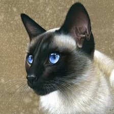 Схема вышивки «сиамчик»