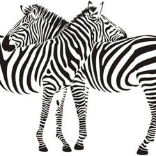 2 зебры