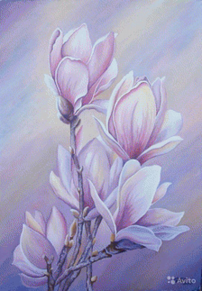 магнолия - предпросмотр