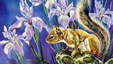 Белочка - животные, цветы - оригинал