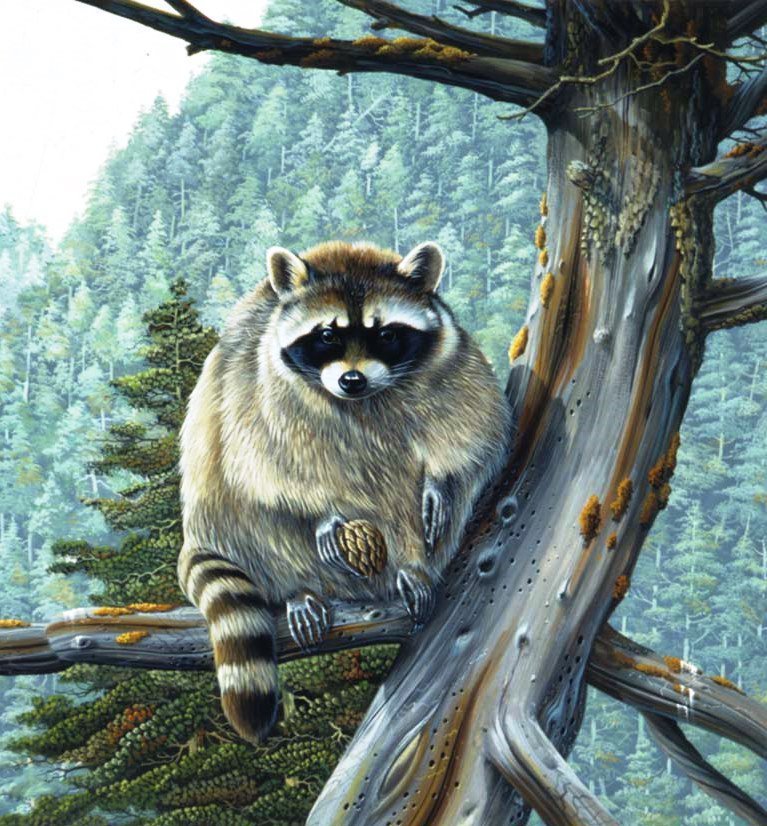 Енот - животные - оригинал