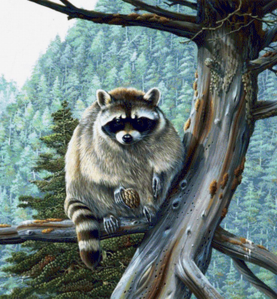 Енот - животные - предпросмотр