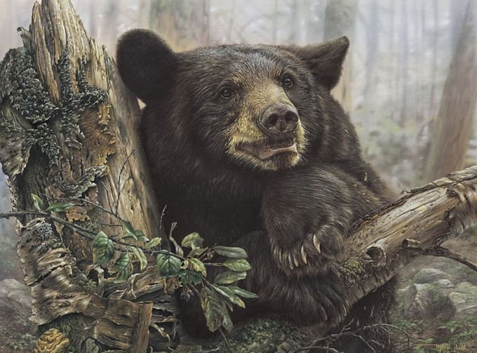 №1264998 - медведь, лес, животные, картина, природа - оригинал