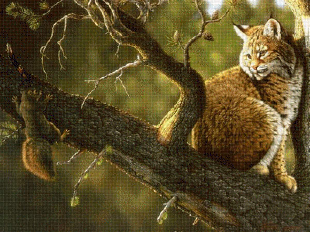 №1265002 - лес, животные, лето, рысь, природа, белка, кошка - предпросмотр